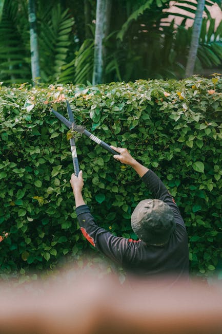 A gardener, wearing a dark long-sleeved top and a grey cap, is trimming a neatly maintained hedge with a pair of garden shears. The hedge consists of dense, green foliage with small, light-colored flo